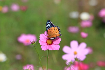 cosmos flower