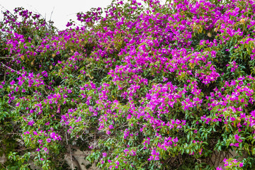 clumps of bougainvillea