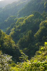 Fototapeta premium Forest in Japanese Alps on sunset with side light
