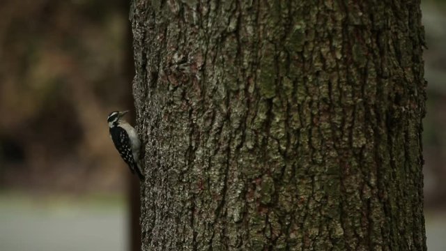 Hairy Woodpecker bird (Picoides villosus) pecks on a tree.
