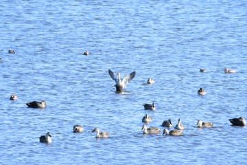 birds in japanese  swamp.