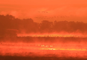 Naklejka premium 伊豆沼の夜明け