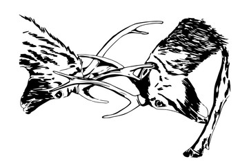 Hand drawn sketch of deers fighting, using black ink pen, isolated on white background.
