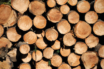stacking chopped tree log in pile