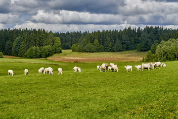 Fototapeta na wymiar Cows grazing on a green field, Norway