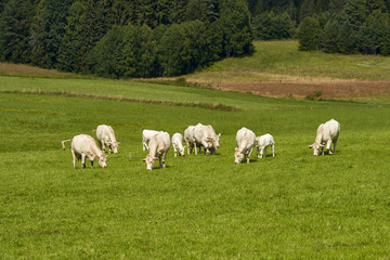 Fototapeta na wymiar Cows grazing on a green field, Norway