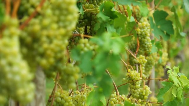 White grapes, vineyard
