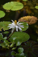 Flower white lily on a pond background