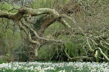 春の予感・水仙
イギリスを旅行中大きな公園で見つけた水仙です。
後ろに見える木も中々ユニークな形の枝が出ています。　もうすぐ春です。