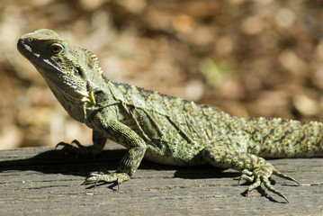 Iguana sunning itself