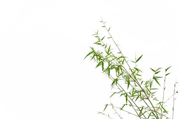 Many bamboo leaves on white background.