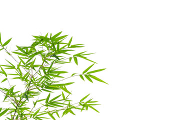 Many bamboo leaves on white background.