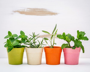 Various kinds of colorful potted garden herbs with white shabby