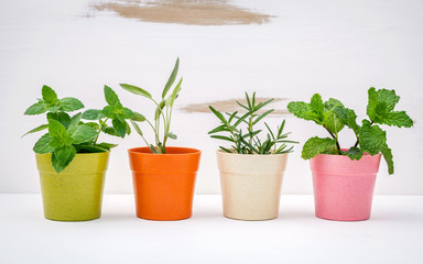 Various kinds of colorful potted garden herbs with white shabby