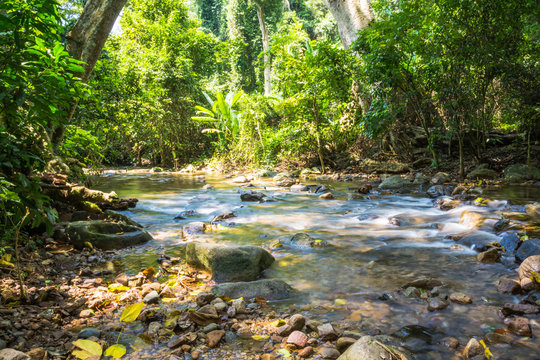 Background Picture of trees and water flows through rocky path o