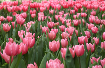 Fototapeta premium blooming pink tulip field in spring
