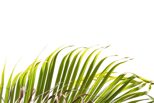 Leaves of palm tree isolated on white background. Bottom of frame.