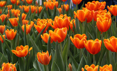 beautiful blooming orange tulip field in spring