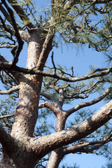 Fototapeta na wymiar Looking up the trunk of a pine tree