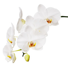 Naklejka na ściany i meble White orchid isolated on white background. Closeup.