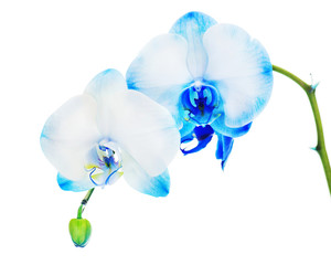 Fototapeta na wymiar Real blue orchid arrangement centerpiece isolated on white background