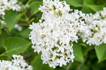 lilac
