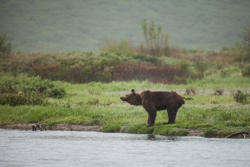 Brown bear in wildlife.