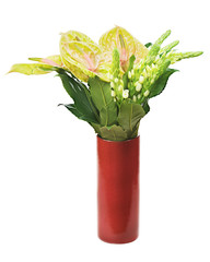 Bouquet from anturium flowers in red vase isolated on white background. Closeup.