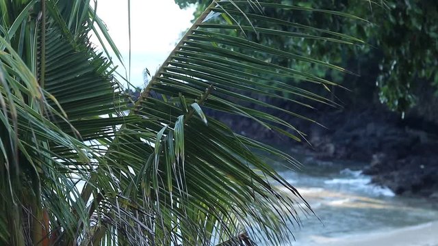 Amazing tropical island, blue lagoon. Many tropical palms and plants, beautiful view, no people, lonely beach. Secret place. Bali, Indonesia.