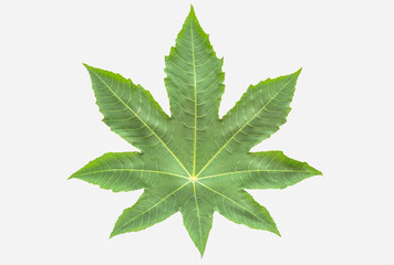 Green leaf on white background.