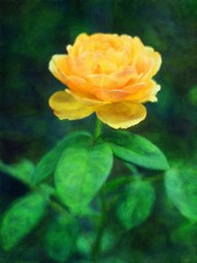 Yellow Rose / oil painting photo effect