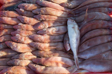 The basket of fish on Long Hai Beach