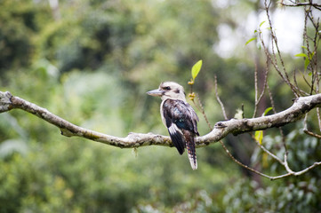 kookaburra
