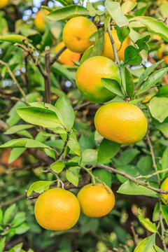 Fresh oranges grow on the tree