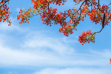 Beautiful Delonix Regia in red bloom, located at a park in VietNam