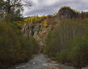 Forest river