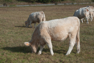 troupeau de vaches blanches dans une prairie