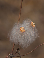 Fluffy seeds