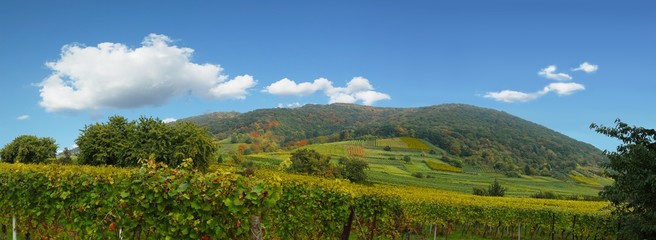 Weinberg Panorama