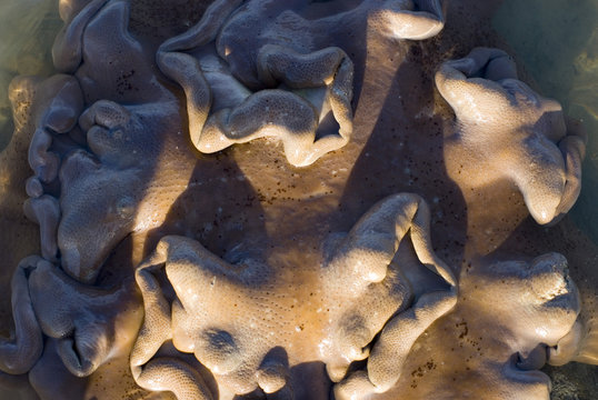 coral formation