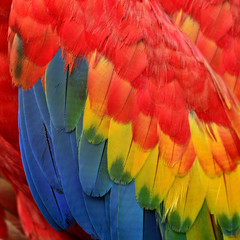 Obraz premium Blue and yellow among red background of Scarlet macaw's feathers
