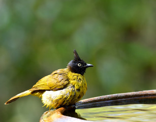 Black-crested bulbul (Pycnonotus flaviventris) lovely yellow wit