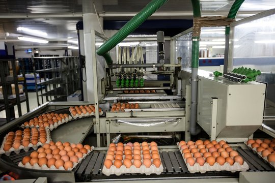 Cartons of eggs moving on the production line