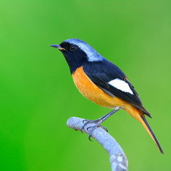 Daurian Redstart (Auroreus Phoenicurus) beautiful black and oran