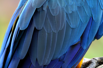 Exotic blue macaw parrot bird feathers, beautiful background