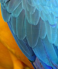 Obraz premium Exotic yellow and blue background of Blue-and-Gold Macaw parrot