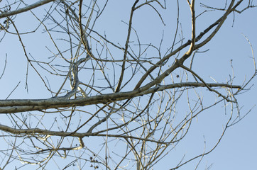 Sunlight, tree branches
