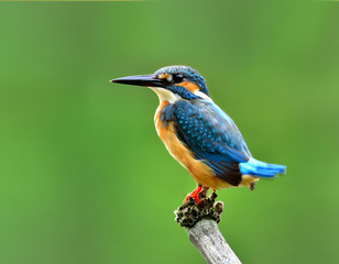 Male of Common kingfisher (Alcedo atthis) Eurasian kingfisher or