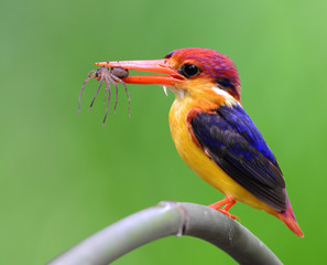 Oriental dwarf kingfisher (Ceyx erithaca) or Black-backed kingfi