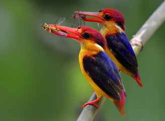 Oriental dwarf kingfisher (Ceyx erithaca) or Black-backed kingfi